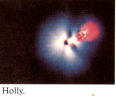 Holly, Acebo